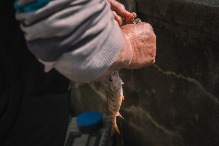 Hands removing the hook from a fish. Fisherman fishing perch. Perca fluviatilis. Common perch. Healthy lifestyles.